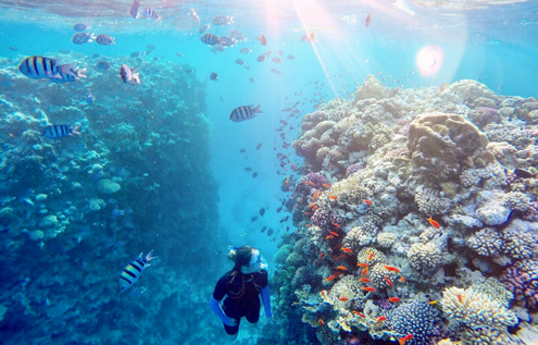 Discover the vibrant underwater world of Somabay. Dive through stunning coral reefs and encounter exotic fish in crystal-clear waters.
