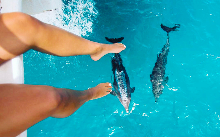 Crystal-clear water, bright sunshine, and playful dolphins – an unforgettable moment in Somabay. Discover the magic of the Red Sea!